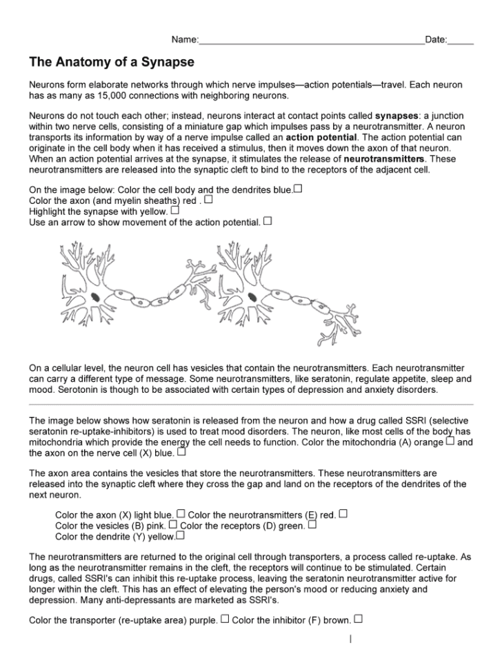 The Anatomy Of A Synapse Worksheets Printable Worksheets