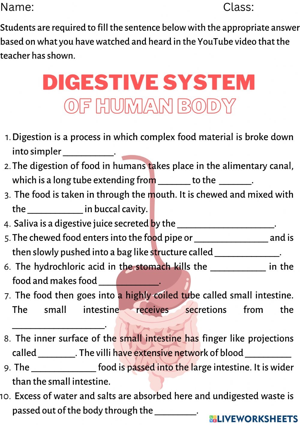 The Digestive System Worksheet For High School