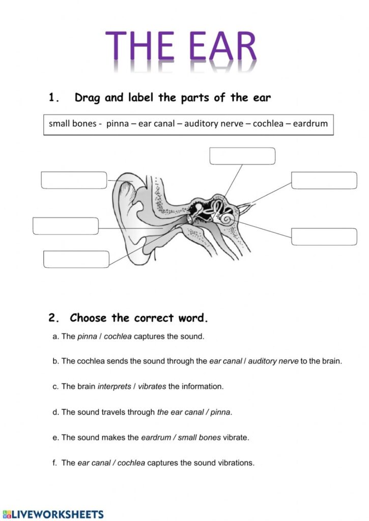 The Ear Worksheet