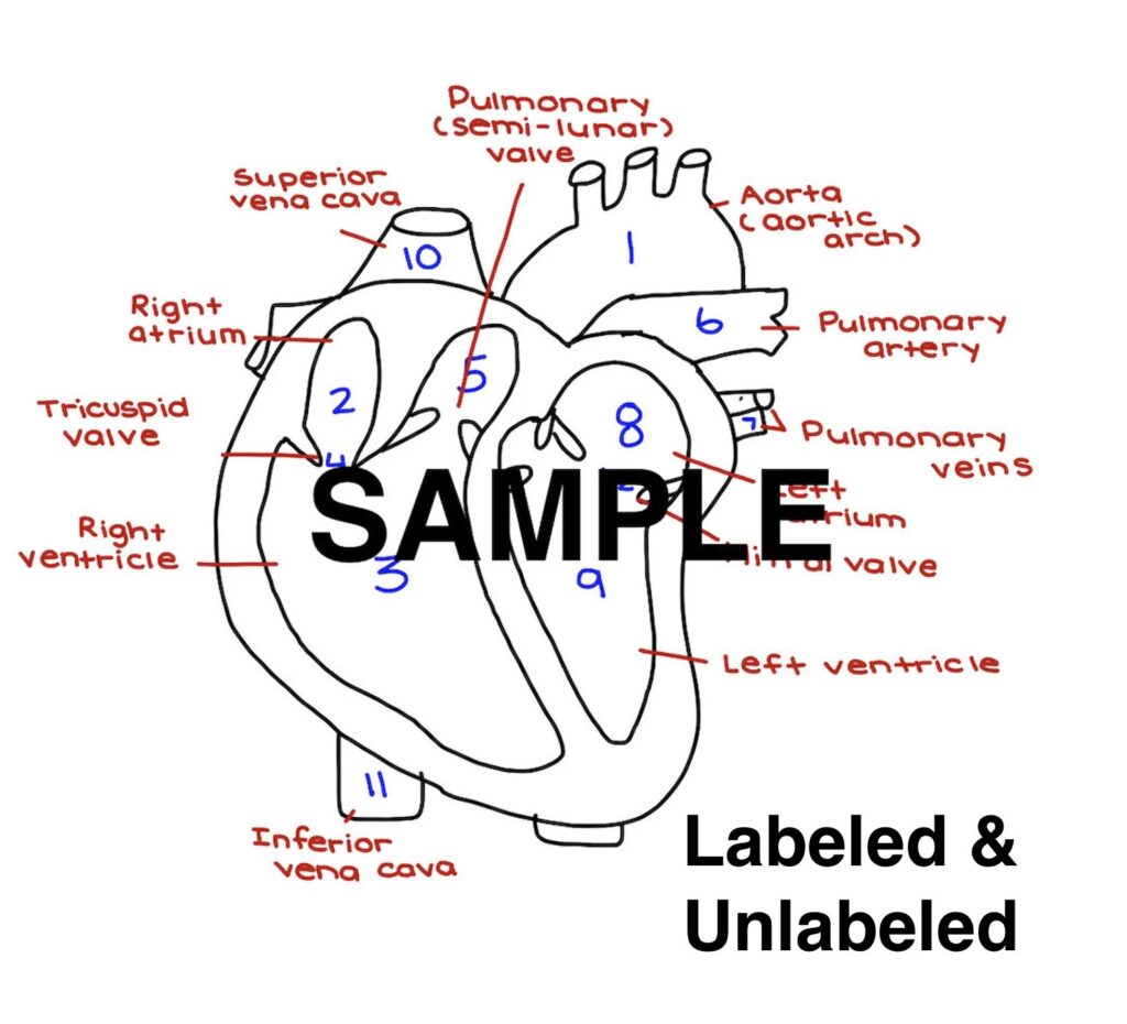 The Heart Diagram Labeled And Unlabeled Worksheets Heart Etsy UK