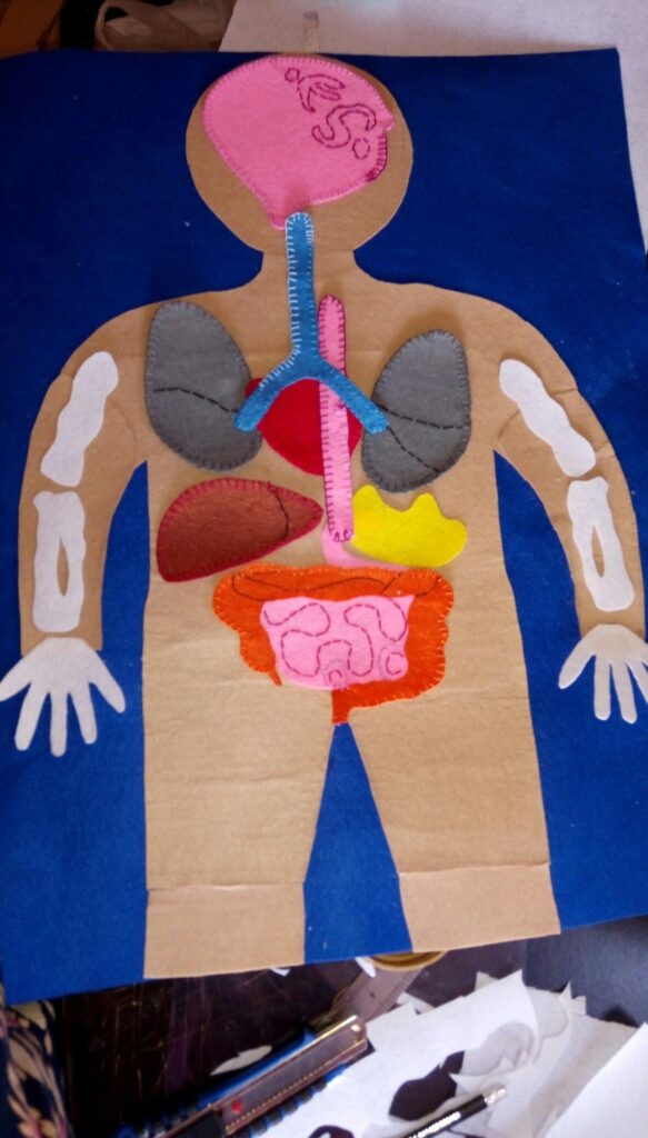 Human Anatomy Projects For Kids