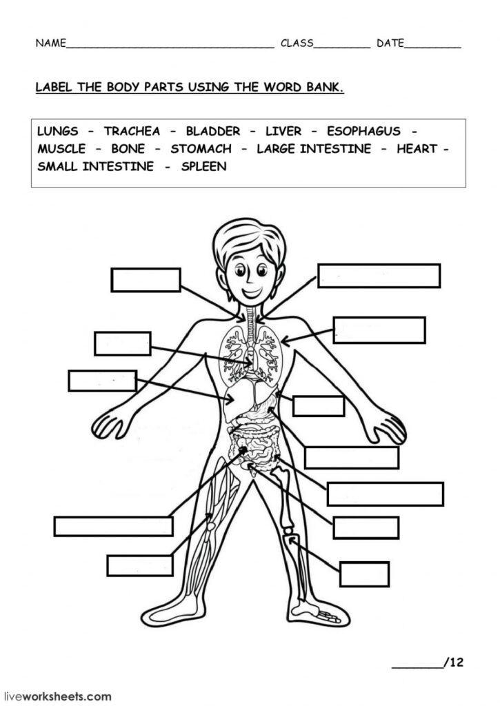 THE HUMAN BODY Worksheet