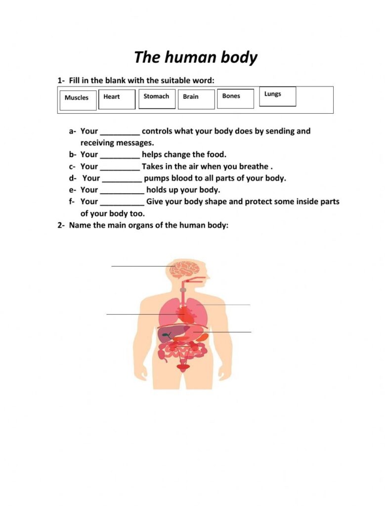 The Human Body Worksheet For Grade 3
