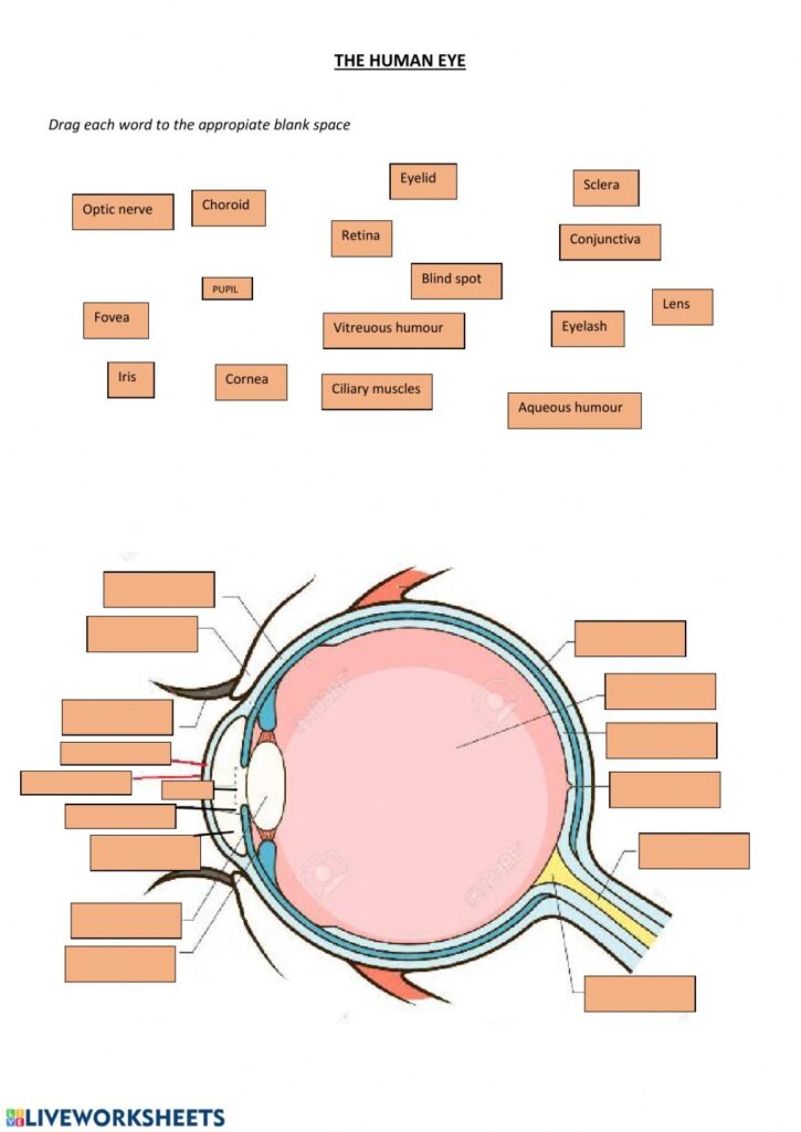 Eye Anatomy Worksheets Blank