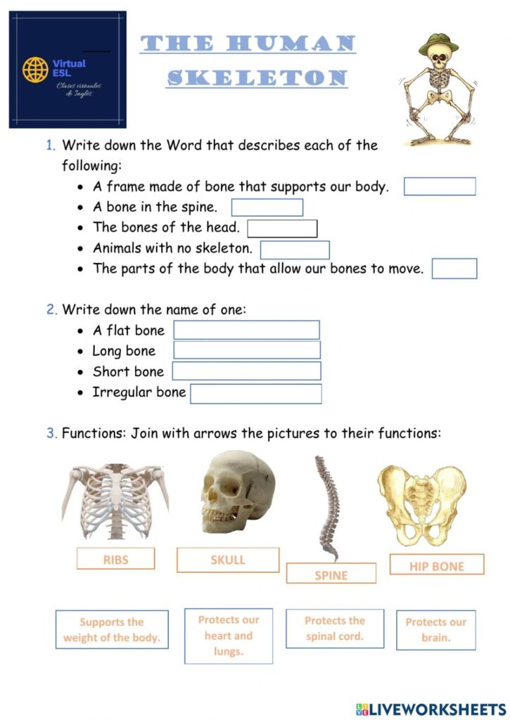 Human Skeleton Worksheets Free