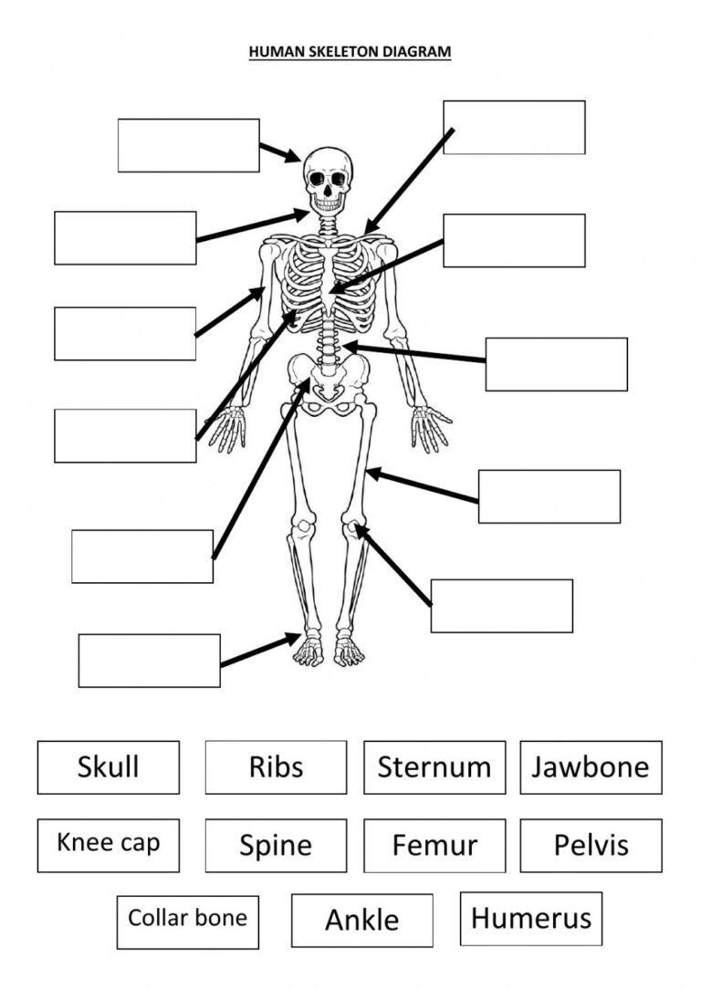 Human Bones Worksheets - Printable Worksheets