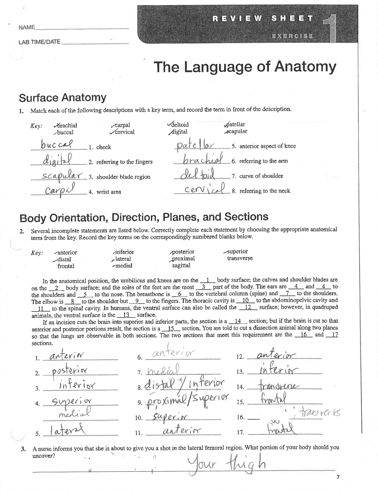 The Language Of Anatomy Solved Worksheet Exercises Anatomy Docsity