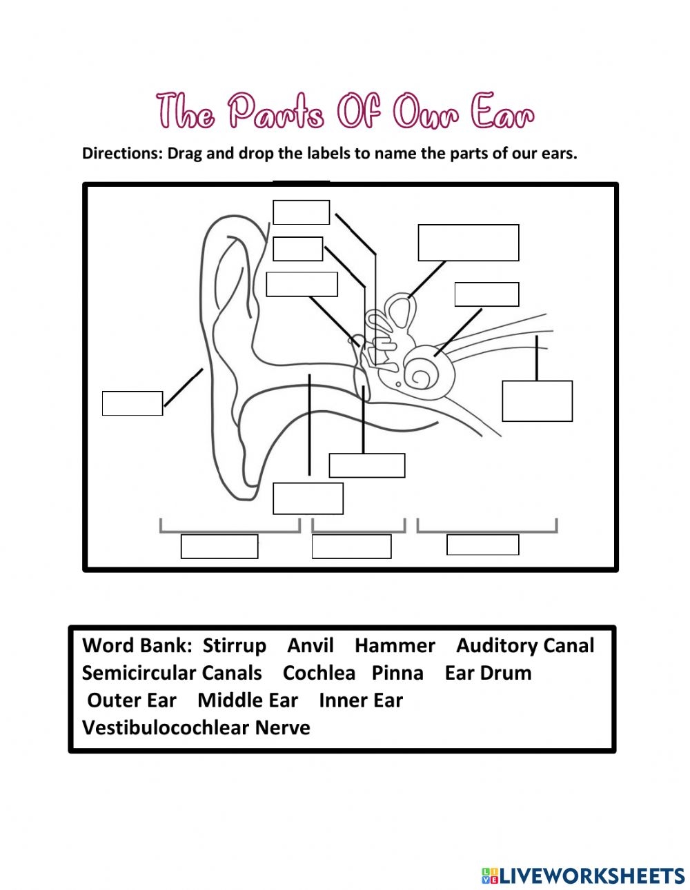The Parts Of Our Ear Worksheet