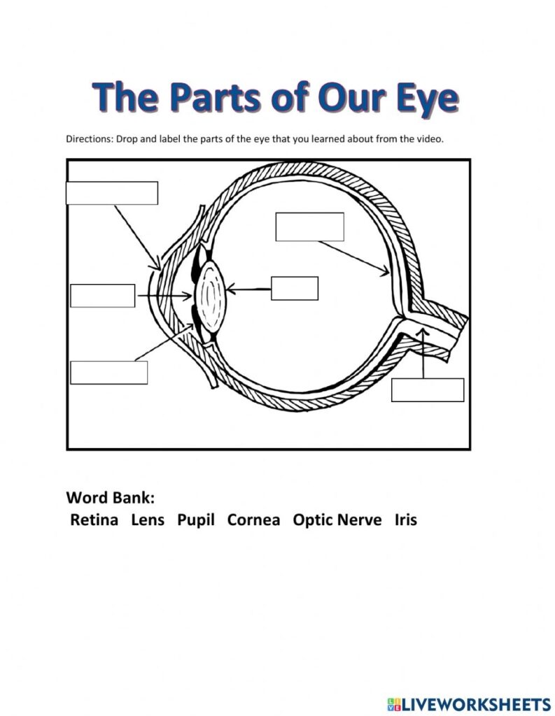 The Parts Of Our Eye Worksheet