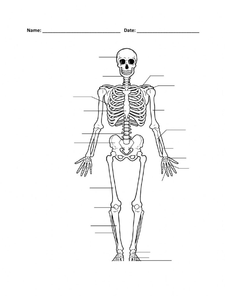 Blank Skeletal System Worksheets