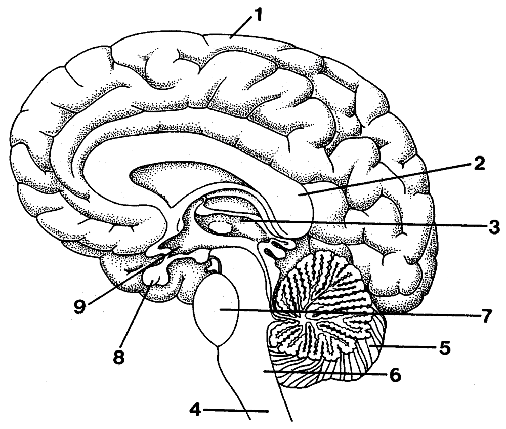 The Wired Mind VIRGINIA Magazine Human Brain Diagram Brain Diagram Basic Anatomy And Physiology