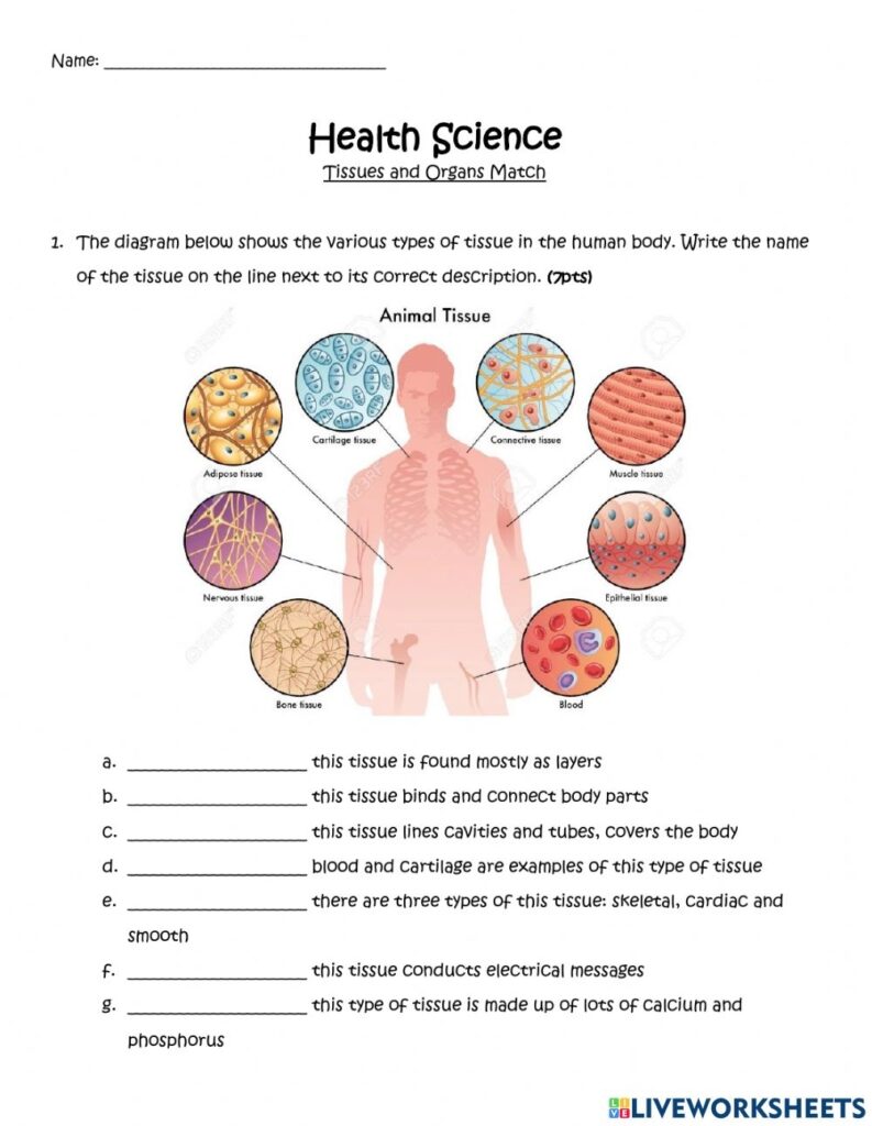 Tissues And Organs Match Worksheet