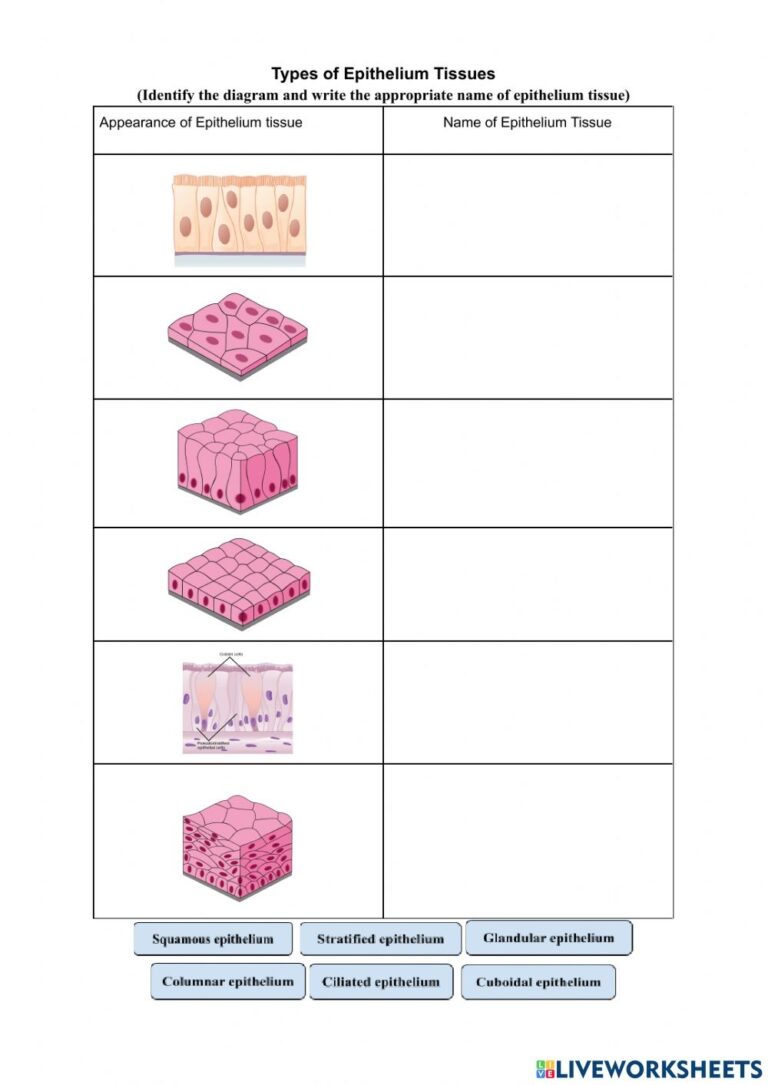 Epithelial Tissue Worksheets Pdf - Printable Worksheets