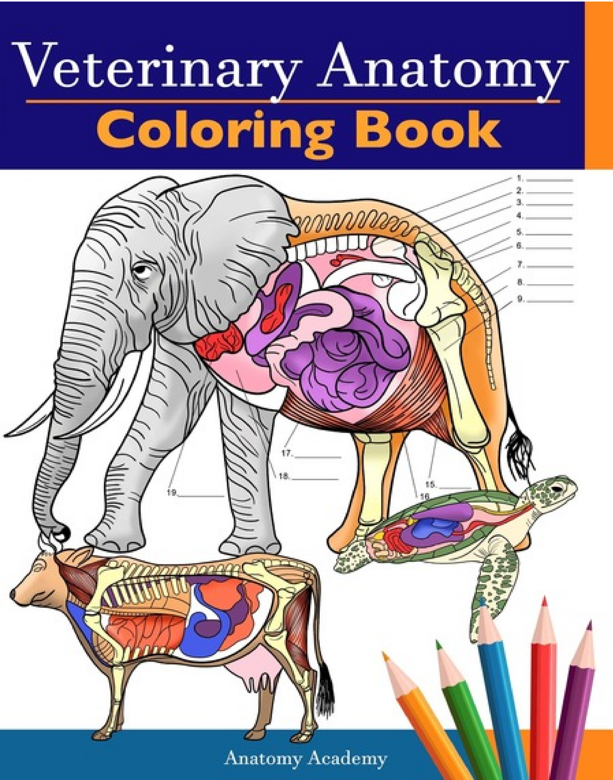 Veterinary Anatomy Coloring Book Para Colorear PDFLibrary This Book Belongs To PDFLibrary Equus Studocu