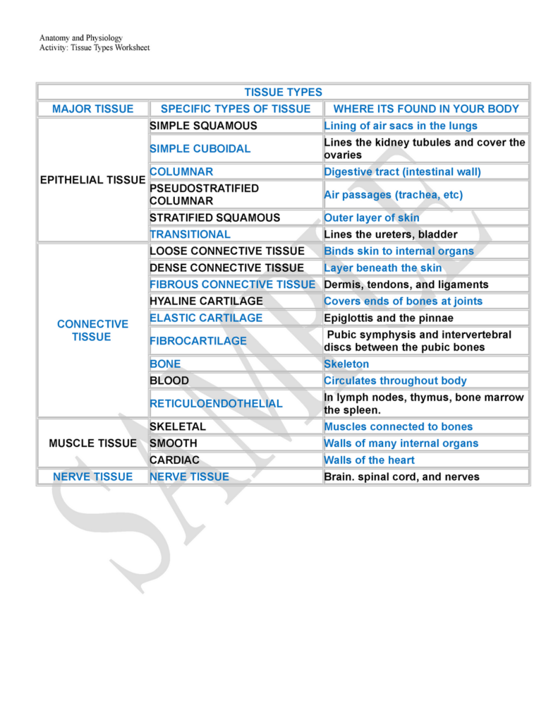 Worksheet Tissues Chart Anatomy And Physiology Activity Tissue Types Worksheet TISSUE TYPES Studocu