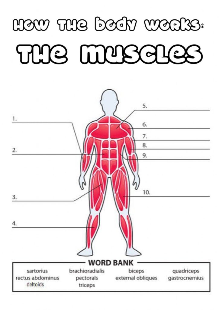 Muscles Of The Body Worksheets