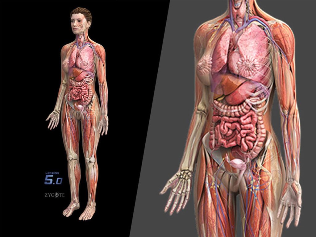 Zygote Complete 3D Female Anatomy Model Medically Accurate Human